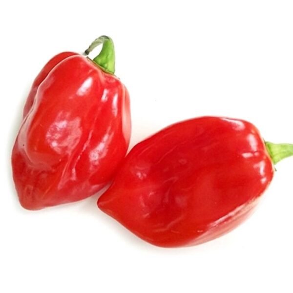 Habanero Chillies