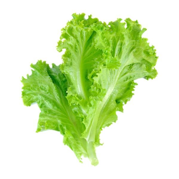 Lettuce Iceberg