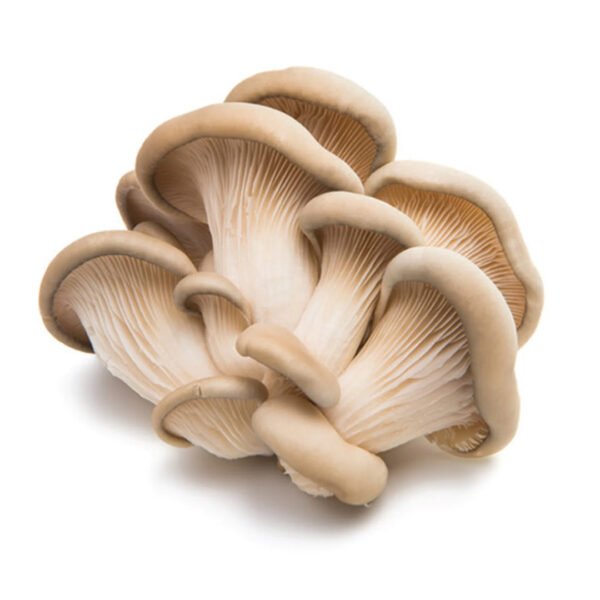 Oyster Mushrooms