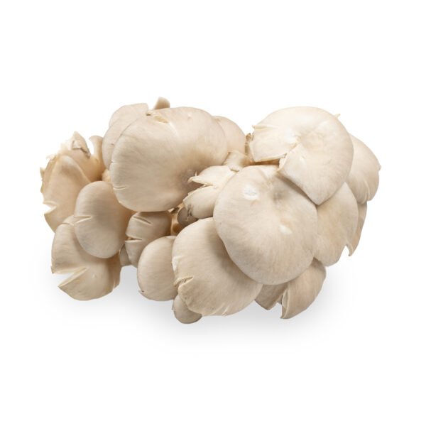 Oyster Mushrooms