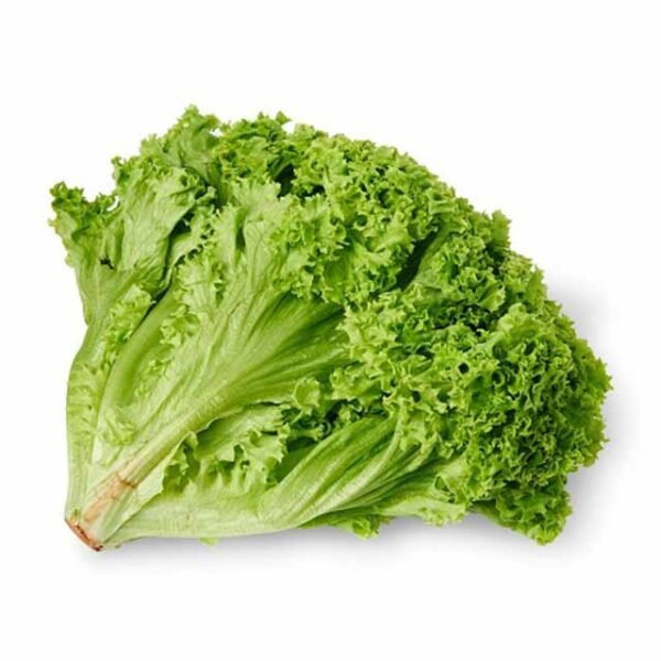 Lettuce Lollo Bionda
